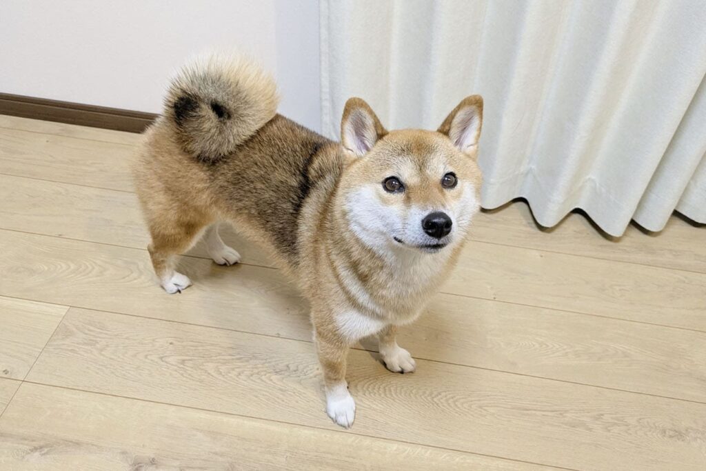 一人暮らしでペットを飼うのは可哀想なのか考察